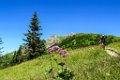 72 Alpendost im Hintergrund wieder der Schuflicker